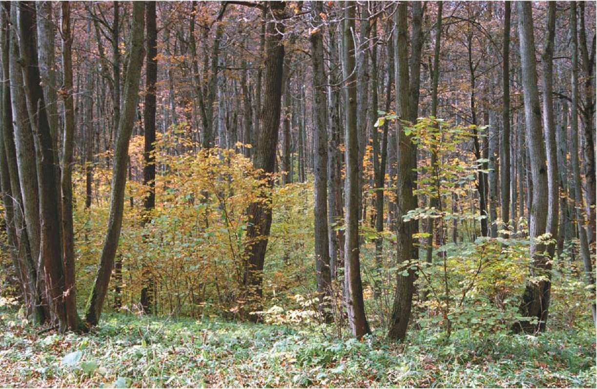 Реферат: О Теплостанском лесе и его памятниках
